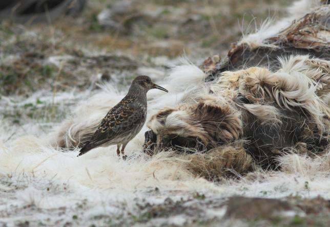 Fjæreplytt på kadaver. Fotografi.