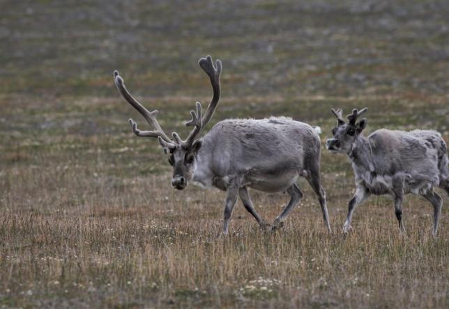 Svalbardrein. Fotografi.