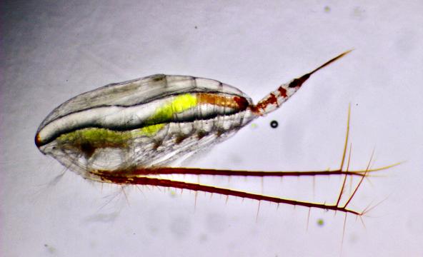 Hoppekreps raudåte. Foto