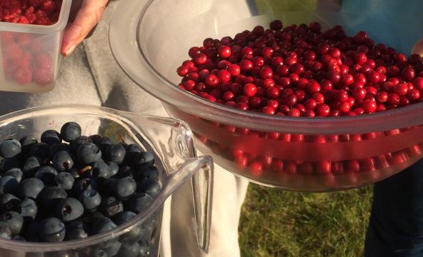 Tyttebær og blåbær