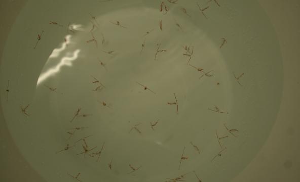 calanus krepseart sett i lupe