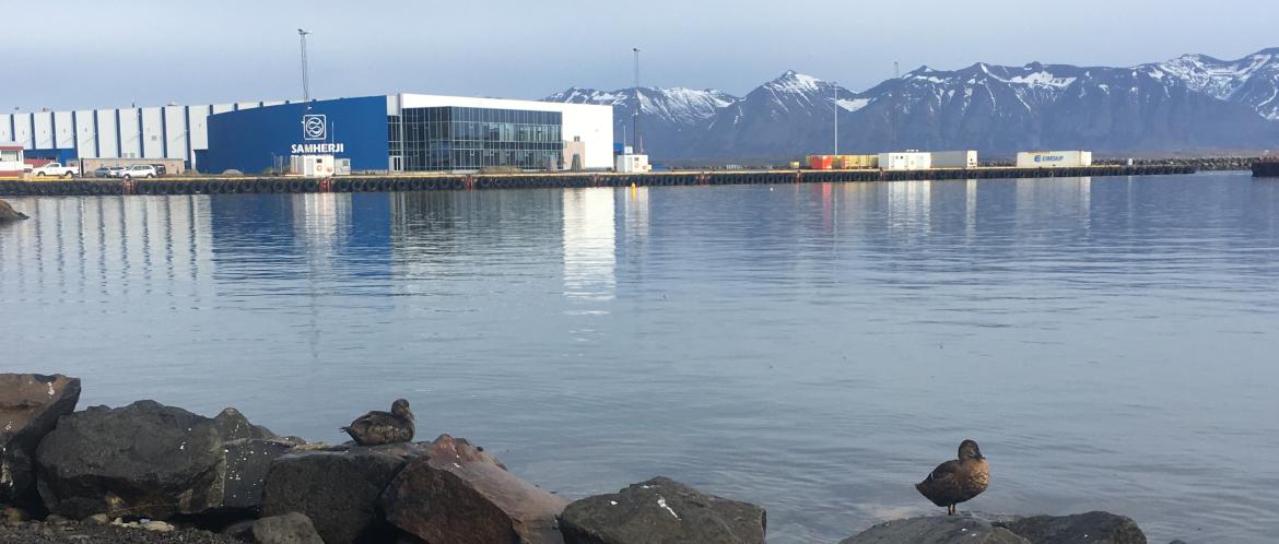 Holar University College