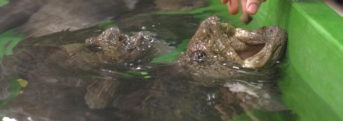 Flekksteinbit i et kar