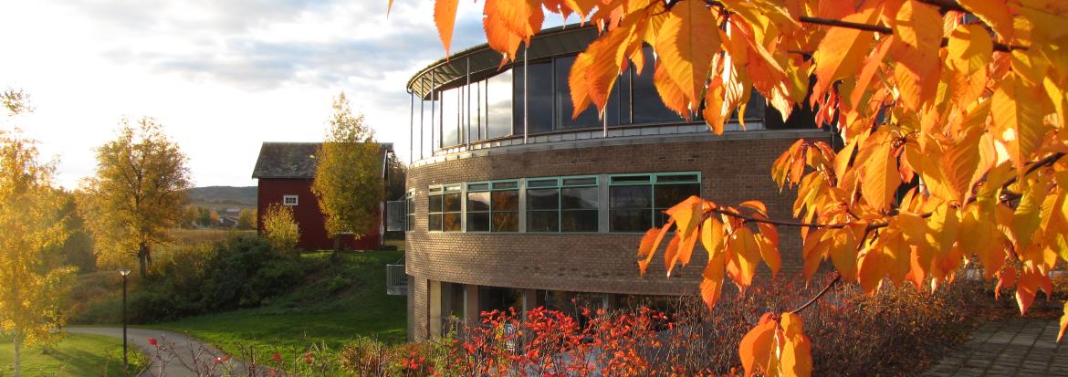 Universitetsbygg bak høstblader. Foto.