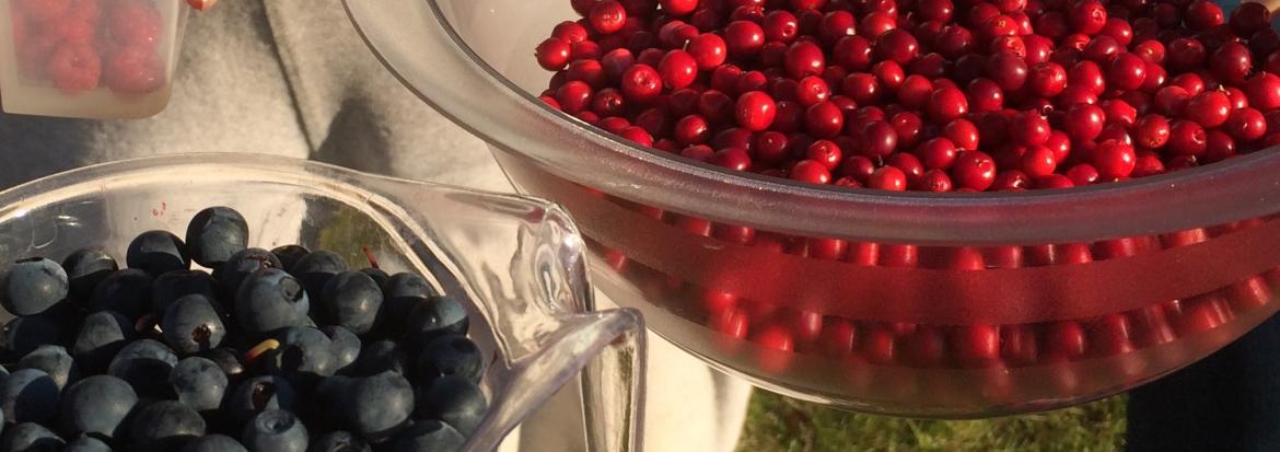 Tyttebær og blåbær