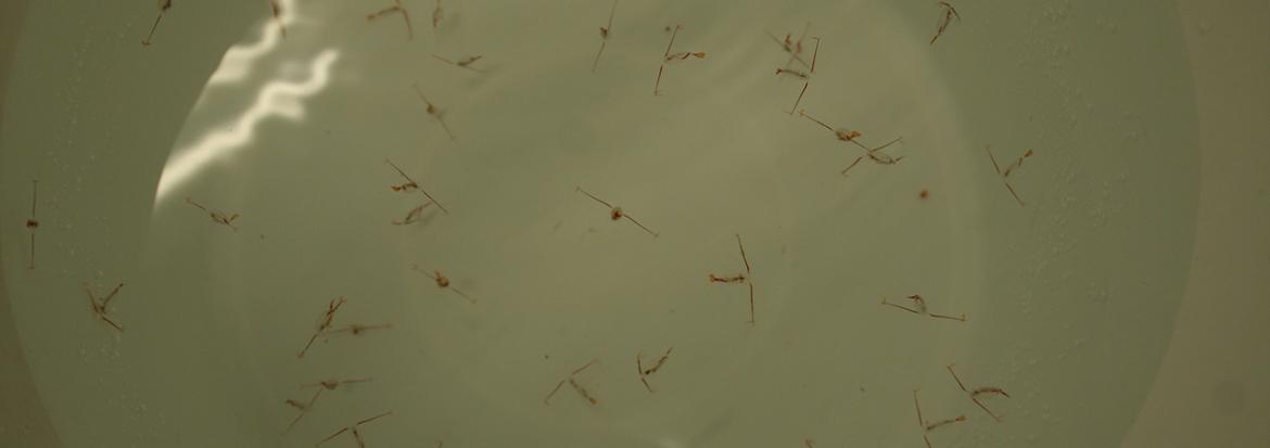 calanus krepseart sett i lupe