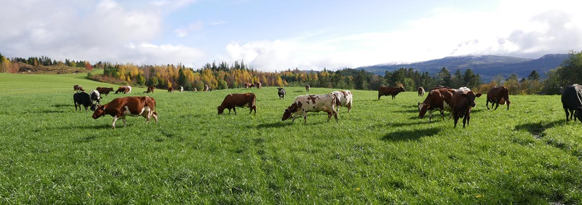 Kyr på beite en sommerdag. Foto