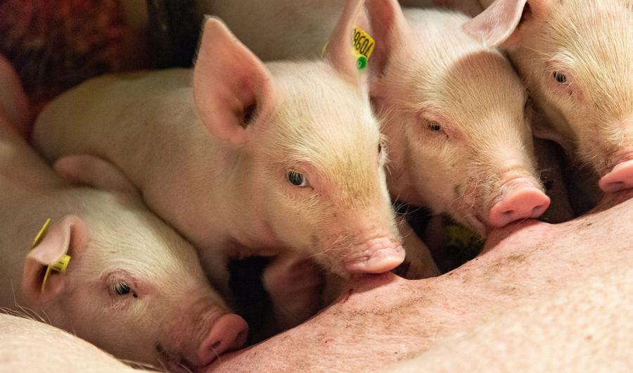 Griser sammen med mor