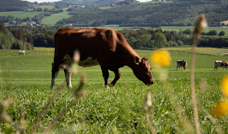 Cow in pasture eating grass