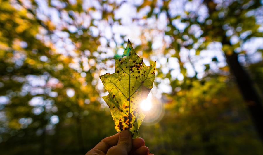 Leaf against sunshine