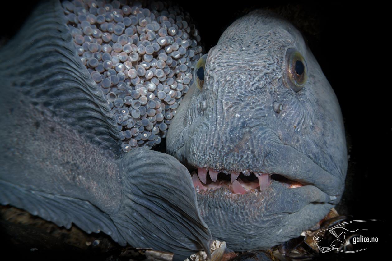 Flekksteinbit som vokter eggene sine