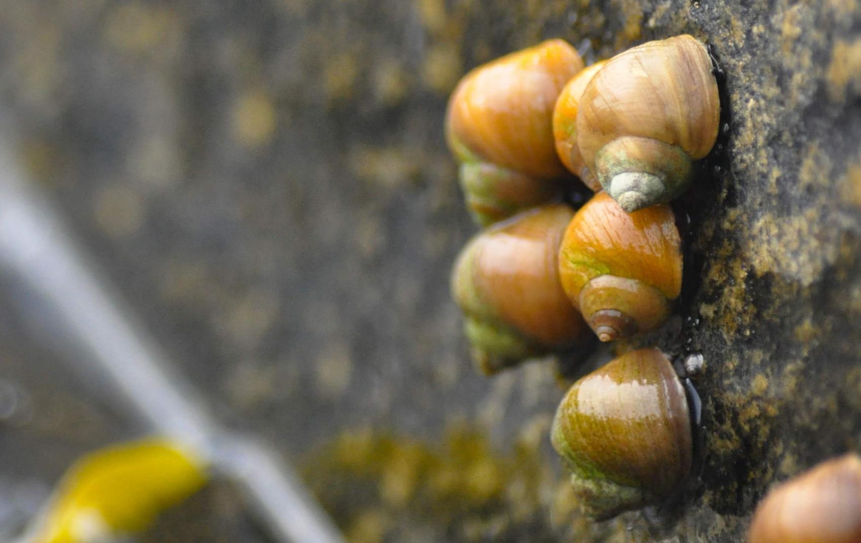 Strandsnegler på stein