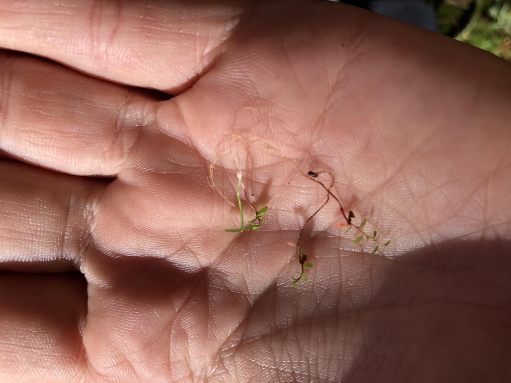 Frø fra bærplanter i hand