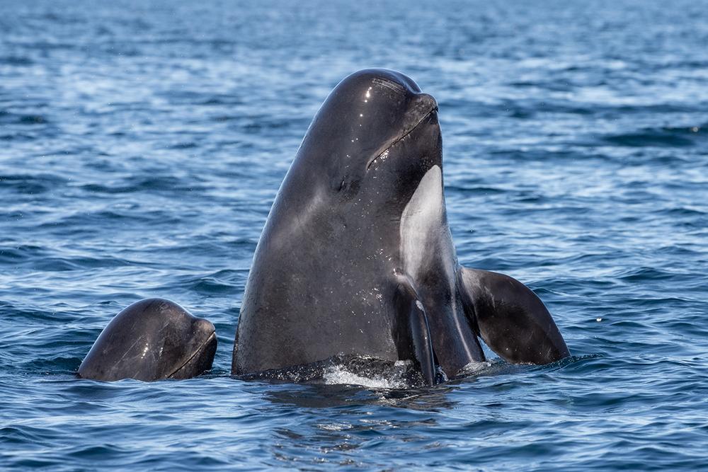 Hvaler oppe og puster