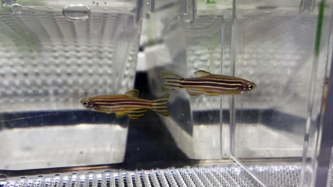 Små fisk i vannkar - sebrafisk. Foto