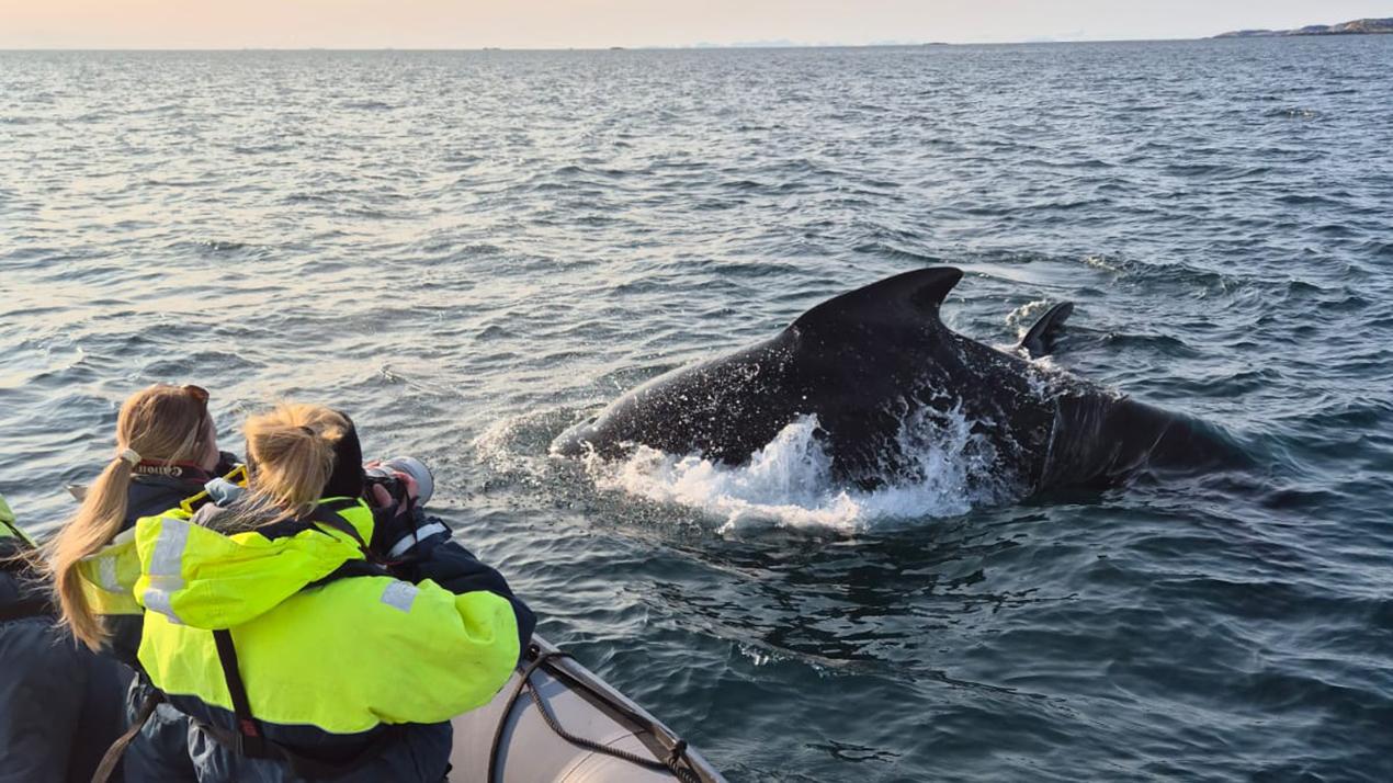 Grindkval foran rib med forskarar i. Foto