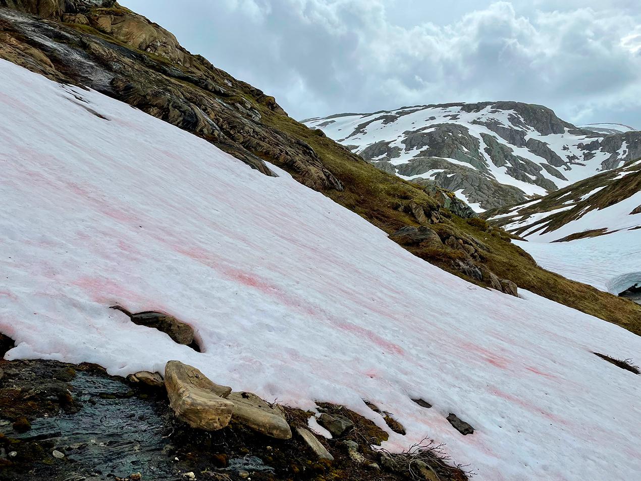 Rød snø i fjellet. Foto