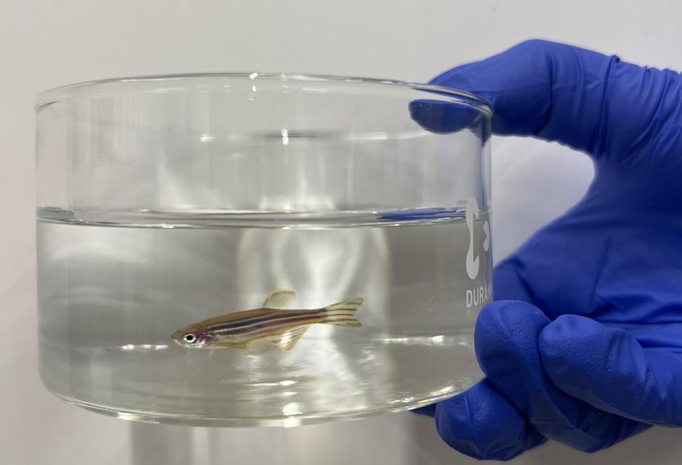 Liten fisk i en glassbolle som blir holdt av en hånd med blå hanske. Foto